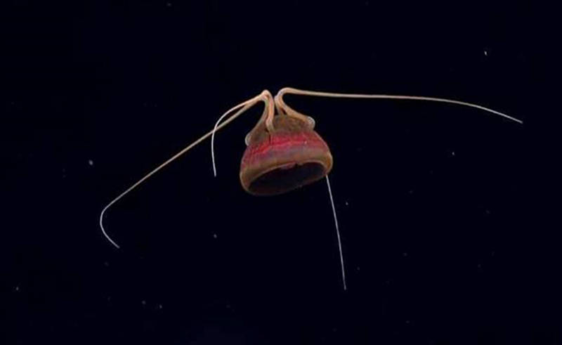 Unusual jellyfish on south side of Johnston Seamounts in the Pacific Remote Islands Marine National Monument.