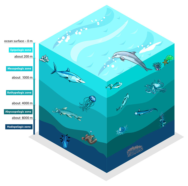 Figure 4: Artist rendition of the water column which is divided into five zones from the surface to the seafloor. Each zone varies in pressure, light, temperature, oxygen, nutrients, and biological diversity.