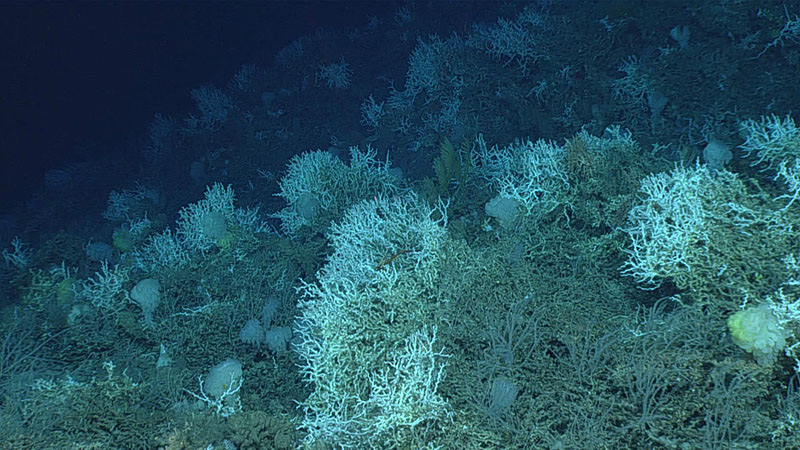 Deep-sea coral reefs like this one seen on Dive 06 of the 2019 Southeastern U.S. Deep-sea Exploration are created by stony corals, Lophelia pertusa, in this case, that form large geological structures over thousands of years.