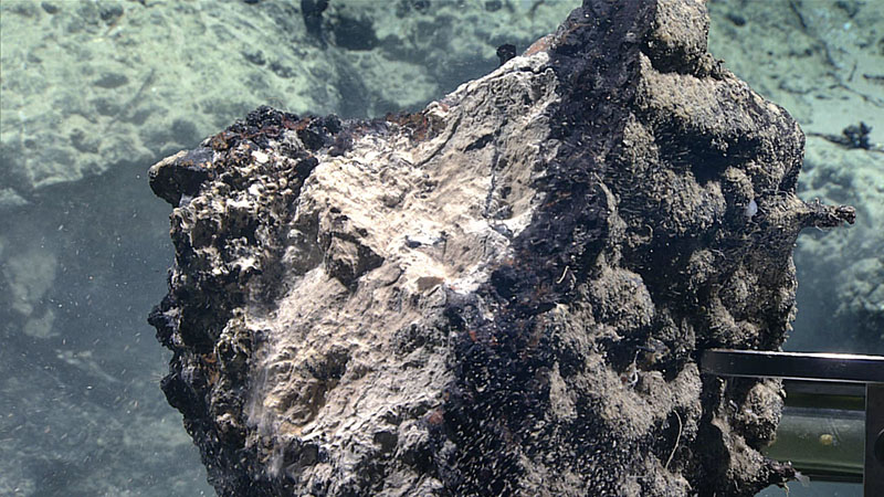 A close look at a geological sample collected during Dive 01 of the 2021 North Atlantic Stepping Stones expedition. The remotely operated vehicle team was able to break off a piece of the frequently observed ferromanganese crust, which is visible as a black band in this image. Analyses of this sample will provide scientists with information such as mineral composition and age of the crust, water chemistry, and past water circulation patterns.