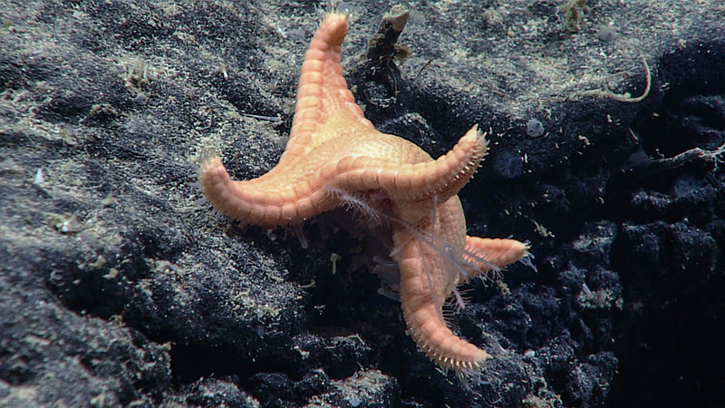 During the first dive of the 2021 North Atlantic Stepping Stones expedition, we saw this goniasterid sea star feeding on a predatory sponge in the family Cladorhizidae, a behavior that none of our participating scientists had previously observed. Sea stars feed by extending their stomachs in a gradual, but deliberate process that can take days, months, weeks, or even years. This was one of only a few sea star observations made during the dive.
