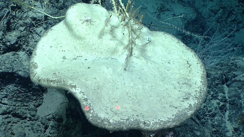 Sponges were well represented during the first dive of the 2021 North Atlantic Stepping Stones expedition, including this large, plate-like demosponge seen at 2,423 meters (7,950 feet) depth that may represent a potential species range extension. Rossellid and farreid glass sponges as well as several unknown species of sponges were also observed.