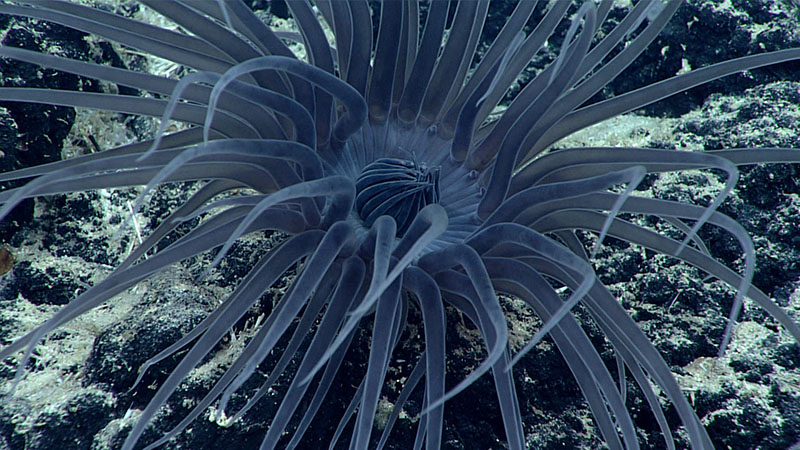This beautiful sea anemone was seen during Dive 02 of the 2021 North Atlantic Stepping Stones expedition. Very little is known about this animal—it is likely an unknown species, genus, and even family. It is believed to have been seen once before on a NOAA Ocean Exploration expedition on NOAA Ship Okeanos Explorer, but in the Pacific Ocean.
