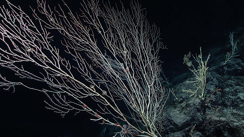 Bamboo corals (family Isididae) were the most frequently observed corals throughout the second dive of the 2021 North Atlantic Stepping Stones expedition. This particular colony, seen at 2,605 meters (8,547 feet) depth, measured nearly 2 meters (6.5 feet) tall!