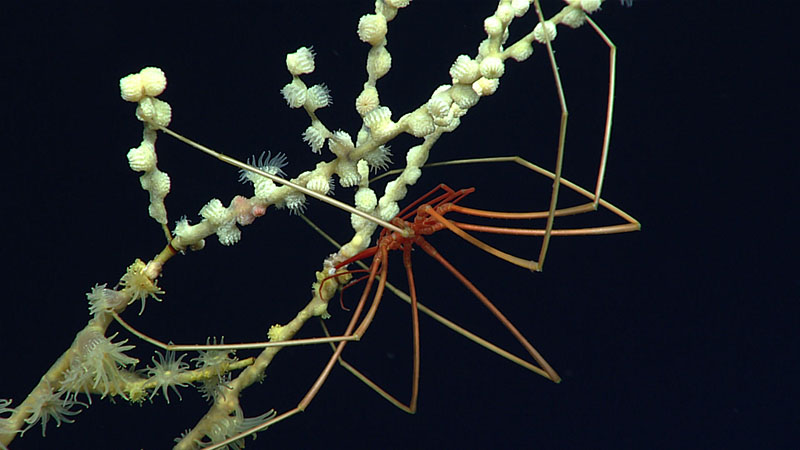 This sea spider, or pycnogonid, was observed crawling up a colony of bamboo coral overgrown by yellow zoanthids during Dive 02 of the 2021 North Atlantic Stepping Stones expedition at 2,623 meters (8,605 feet) depth.
