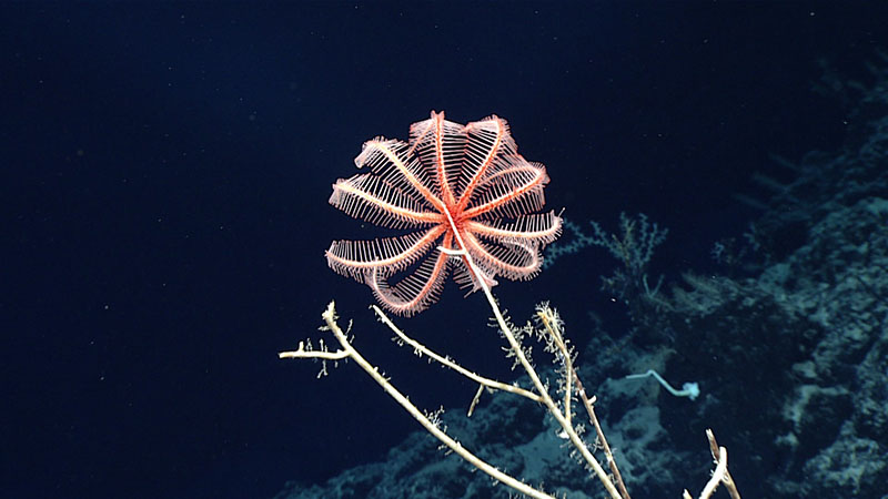 A beautiful brisingid sea star sits at the very top of a bamboo coral, taking advantage of the perch off the seafloor for better feeding opportunities. Note that much of the bamboo coral is stripped of its polyps. Early in the dive, this was typical, with nearly all bamboo corals being at least 50% denuded, though no obvious coral predator was found during the dive.