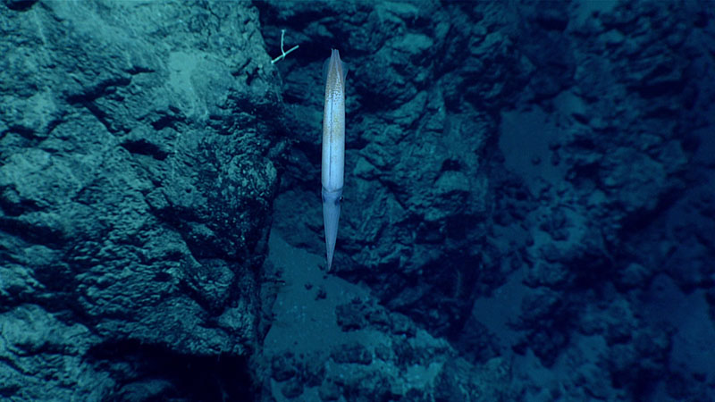 Within a few minutes after reaching the seafloor at the start of Dive 02 of the 2021 North Atlantic Stepping Stones expedition, we imagined this small squid. Members of our on-shore science team suggested that the squid may have been a juvenile giant squid (Architeuthis sp.)!
