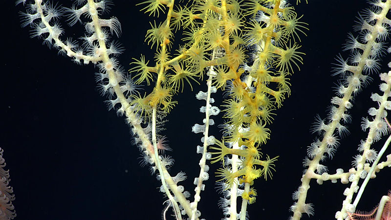 This colony of yellow zoanthid polyps overgrowing a bamboo coral skeleton was seen at 2,775 meters (9,104 feet) depth on Congress Seamount during the second dive of the 2021 North Atlantic Stepping Stones expedition. Zoanthids, which are cnidarians belonging to the order Zoanthidea, were quite common throughout the dive. Many zoanthids, like those seen here, are epizoic, meaning they prefer to grow on other animals such as sponges and corals.