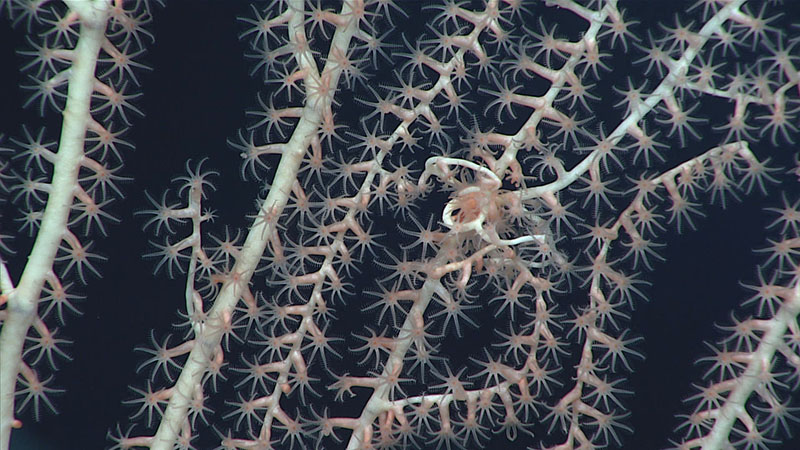 Note how the branching pattern of this bamboo coral near the center of the image is different from elsewhere on the coral. This is due to a small anemone living on the coral, causing the coral to create small, basket-like branches around the anemone. We observed these anemones during Dive 02 of the 2021 North Atlantic Stepping Stones expedition and collected a sample for identification and documentation purposes, as the relationship between the anemone and its coral host is not well understood.