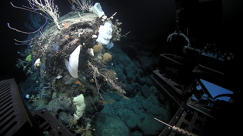 Large boulders covered in life were seen throughout Dive 03 of the 2021 North Atlantic Stepping Stones expedition once we transitioned out of the sediment zone during the initial landing. This rock has multiple species of coral and sponges associated with it.