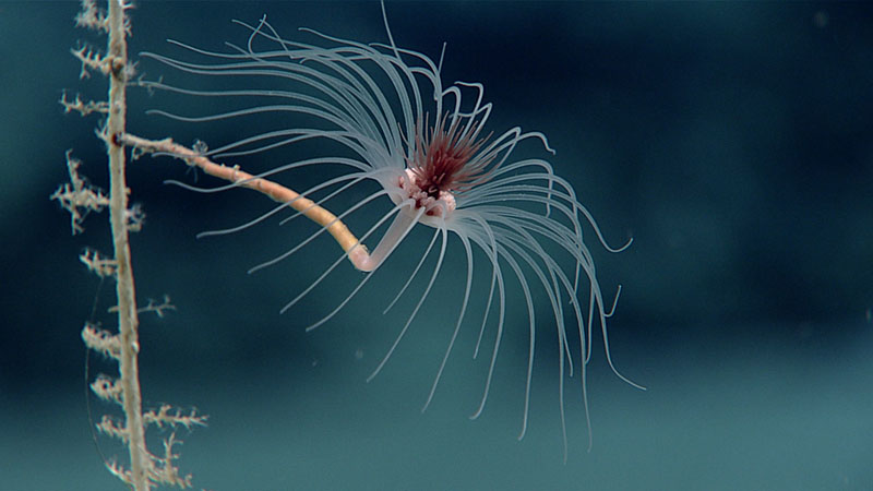 This delicate hydroid was one of many observed attached to a dead coral stalk at a depth of 2,616 meters (8,583 feet) while exploring “Hopscotch” Seamount during Dive 03 of the 2021 North Atlantic Stepping Stones expedition. Belonging to the class Hydrozoa, hydroids are cnidarians, related to corals, sea anemones, and jellies.
