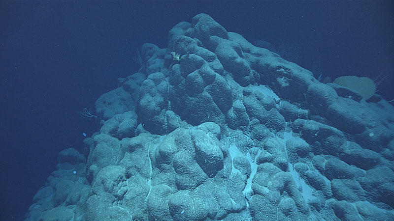 Much of the seafloor during the middle part of the third dive of the 2021 North Atlantic Stepping Stones expedition was dominated by these impressive pillow lavas with extensively developed botryoidal (or bubbly, grape-shaped) ferromanganese crust textures. These crusts precipitate slowly out of the water column over time at a rate of one millimeter per million years.