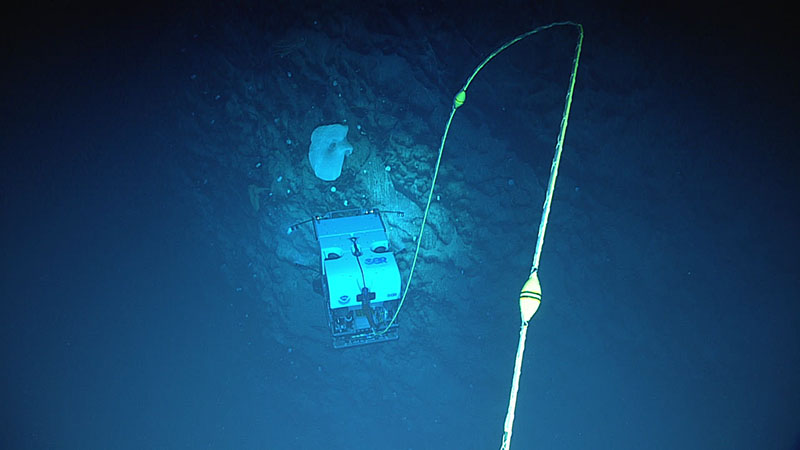 During Dive 03 of the 2021 North Atlantic Stepping Stones expedition, we saw several very large glass trumpet-shaped sponges, some that were well over a meter (three feet) in height. In this image, remotely operated vehicle Deep Discoverer images one of the sponges; for reference, Deep Discoverer is 2.7 meters (9 feet) tall!