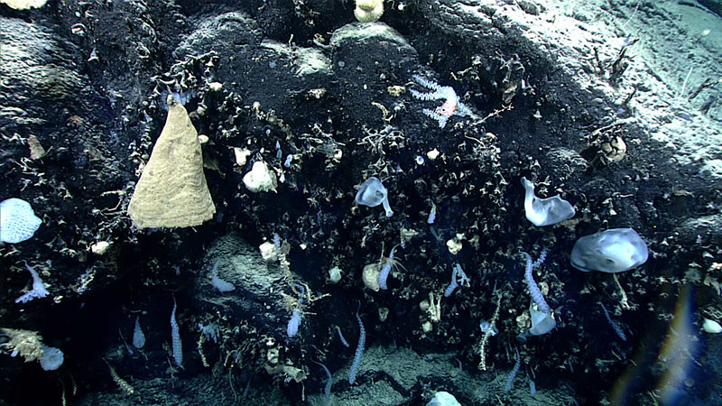 We saw many scenes like this one during the fourth dive of the 2021 North Atlantic Stepping Stones expedition, with a cliff face covered in both living and dead sponges. While they may not look as pretty as their living white counterparts, the brown dead sponge skeletons in this image play an important role in the deep ocean, providing habitat for other organisms.