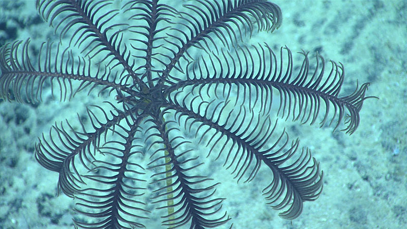 Our on-shore science team was not able to identify this dark red stalked crinoid, seen during Dive 04 of the 2021 North Atlantic Stepping Stones expedition at 2,260 meters (7,415 feet) depth. The crinoid was thus collected as the final sample of the dive. Unlike more traditional sampling operations, during expeditions on NOAA Ship Okeanos Explorer, we collect only a limited number of samples. Samples are collected if they can tell us something new (for example a new species or range extension of a species) or if they enable a broad characterization of physical, chemical, geological, and biological environments in areas of interest.