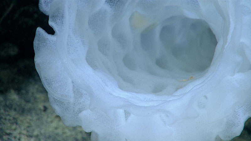 Sponges were the dominant organism seen during the exploration of “Dumbbell” Seamount on Dive 04 of the 2021 North Atlantic Stepping Stones expedition. This image provides a close-up view of the barrel of a hexactinellid glass sponge.