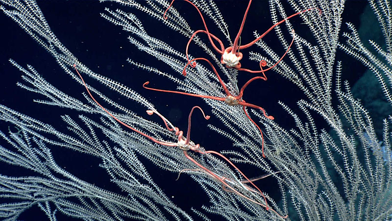 The branches of this primnoid octocoral supported several beautiful brittle stars with their arms outstretched in an effort to catch food floating by in the water column.