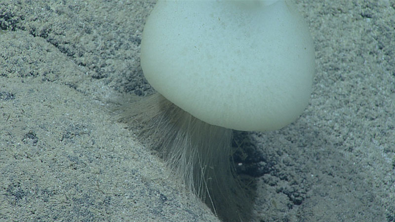 Sponges were the most abundant type of life seen during the fifth dive of the 2021 North Atlantic Stepping Stones expedition. This hexactinellid glass sponge with several siliceous, fibrous rays attaching it to the seafloor was seen at a depth of approximately 4,140 meters (2.6 miles).