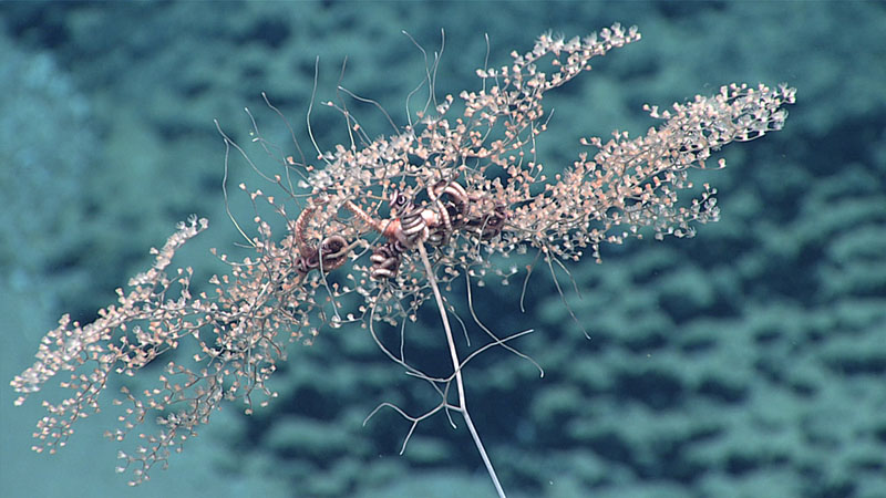 A brittle star (Ophiocreas sp.) clings to the branches of a beautiful, umbrella-like Metallogorgia coral. These two organisms have an interesting relationship — they are seen together starting as juveniles and continue on to grow into adulthood together. Exactly how this relationship is established is not well understood.