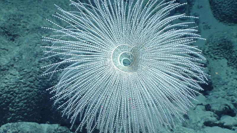 This image shows the beautiful and characteristic spiral shape of the appropriately named octocoral, Iridogorgia magnispiralis. Dive 06 marked our first sighting of this species during the 2021 North Atlantic Stepping Stones expedition. During this dive, we also saw corals in the genera Desmophyllum, Metallogorgia, Acanella, Paramuricea, and Stauropathes for the first time on the expedition.
