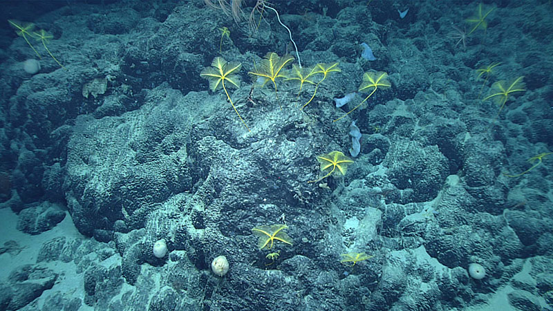 Pillow lava formations with sediment ponds were abundant on Dive 06 of the 2021 North Atlantic Stepping Stones expedition, and they were often covered in fields of stalked crinoids, as shown in this scene from a depth of 2,126 meters (6,975 feet).