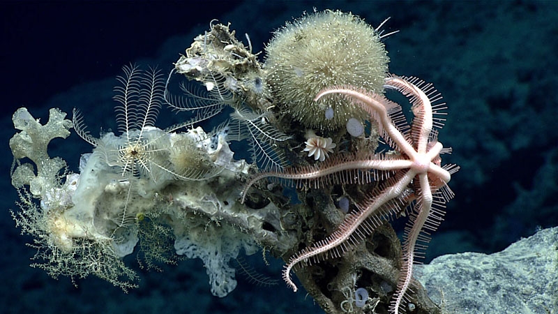 A brisingid sea star, several crinoids, a coral (Desmophyllum dianthus), and other organisms were seen living on a dead sponge skeleton during Dive 06 of the 2021 North Atlantic Stepping Stones expedition.