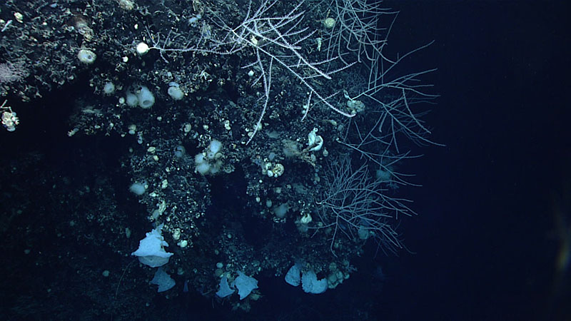 A large outcrop of cup coral (Desmophyllum dianthus) fossils, covered in live sponges and bamboo corals, was seen during the seventh dive of the 2021 North Atlantic Stepping Stones expedition. A sample of the fossilized material was collected. Carbon-14 dating of the sample could be used to estimate the age of the coral skeletons.