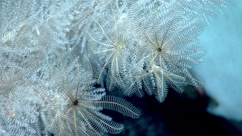 Several crinoids were seen living in the branches of a primnoid octocoral during Dive 08 of the 2021 North Atlantic Stepping Stones expedition. By living in the branches, the crinoids get a boost off the seafloor and are higher in the water column, where they have better access to food drifting by.