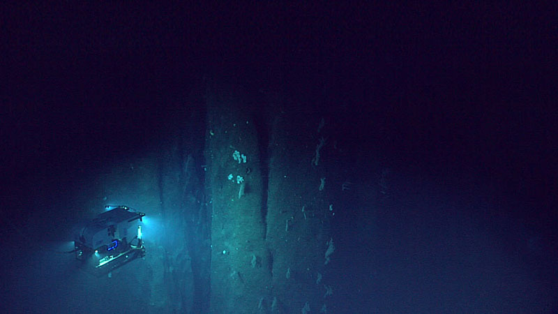 Remotely operated vehicle Deep Discoverer traverses the steep wall of the paleo-reef structure explored during the eighth dive of the 2021 North Atlantic Stepping Stones expedition. Dense patches of soft corals in the genus Chyrsogorgia and exceptionally large colonies of octocorals in the genus Thourella dotted the wall, with interspersed Iridiogorgia sp. corals as well. Along the wall, we collected a sample of an unknown plexaurid octocoral species.