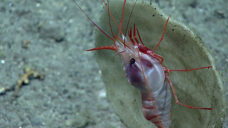 This shrimp in the genus Heterocarpus measured over 10 centimeters (4 inches) long. It was seen sitting within one of many amphitheater-shaped sponges that lined the floor of the “sponge garden” seen during the eighth dive of the 2021 North Atlantic Stepping Stones expedition.