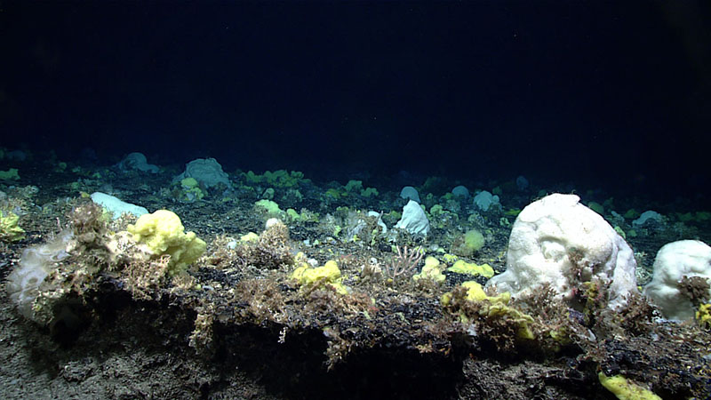 During Dive 08 of the 2021 North Atlantic Stepping Stones expedition, we observed a large and extensive sponge garden at the top of a carbonate reef platform, alongside reef-building hard corals and associated fauna. Shown here is an erosional ledge feature that may have once been a shoreline.
