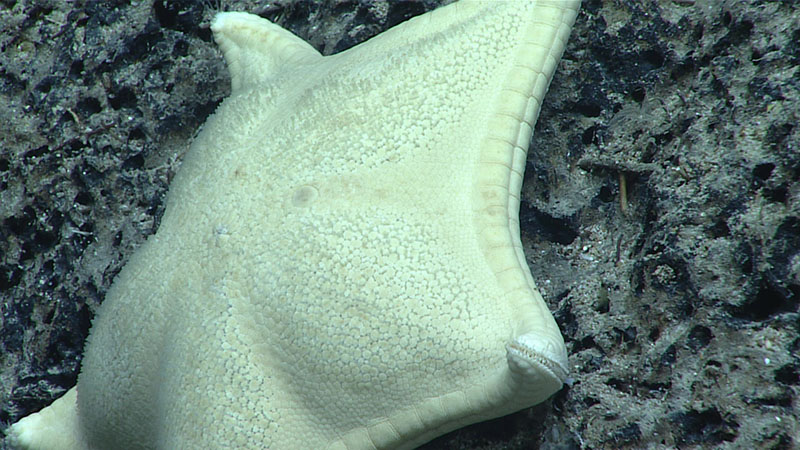 This hefty goniasterid sea star measured over 10 centimeters (4 inches) across. It was one of several sea stars seen during Dive 09 of the 2021 North Atlantic Stepping Stones expedition. During the dive, we also collected an unusual cushion star whose identification is unknown.