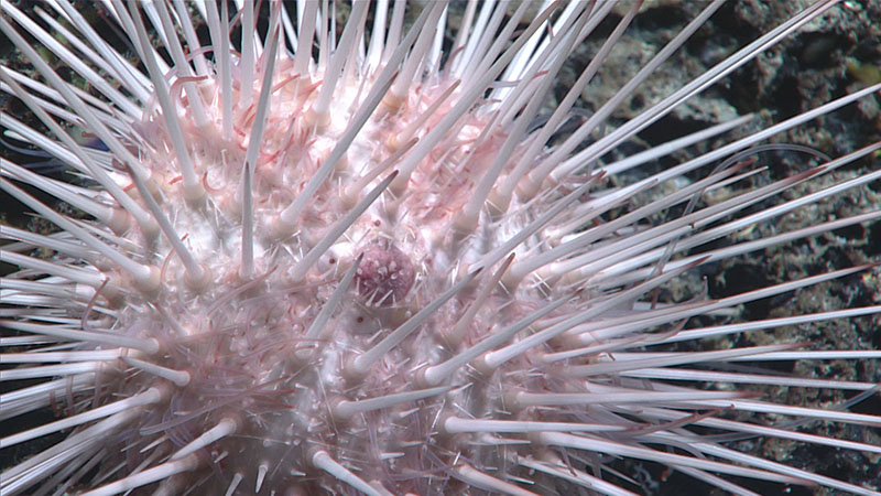 A close look at the spiky spines of an urchin of the genus Pentametrocrinus, seen during the ninth dive of the 2021 North Atlantic Stepping Stones expedition at a depth of 1,254 meters (4,115). We saw several echinothurid and cidarid pencil urchins during the dive.