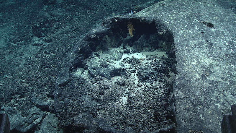 A small black coral can be seen making a home on the underside of this very large, collapsed pillow lava structure, observed near the beginning of the tenth dive of the 2021 North Atlantic Stepping Stones expedition.