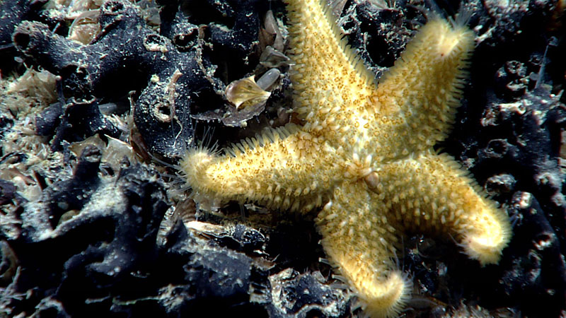 During Dive 10 of the 2021 North Atlantic Stepping Stones expedition, we collected this potentially new species of sea star within the genus Lophaster. We saw another similar sea star later in the dive. These sea stars are known to feed on crinoids and given that we saw several crinoids scattered across the seafloor during the dive, this sea star was likely well fed.