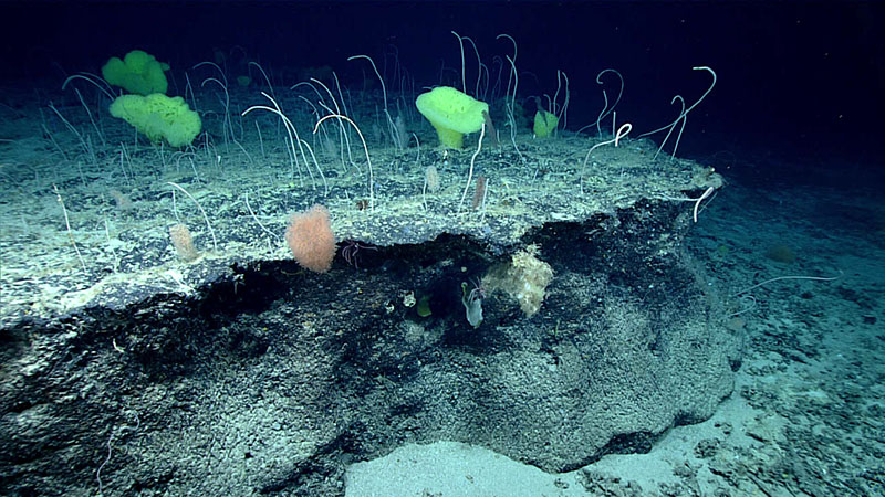 Voyage to the Ridge 2022 will yield data to help scientists understand the diversity and extent of deep-sea coral and sponge communities along the Mid-Atlantic Ridge, Azores Plateau, and Charlie-Gibbs Fracture Zone. While recent research has significantly contributed to our understanding and appreciation of corals and sponges, there is still a great deal to learn about their distribution, diversity, reproduction, and resilience, particularly in the unexplored and poorly understood deepwater areas where we will be exploring.