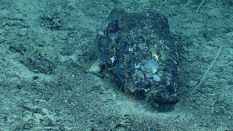 Glacial dropstones of various sizes were observed sporadically throughout Dive 11 of the 2021 North Atlantic Stepping Stones expedition. These rocks likely were incorporated into glaciers during the Last Glacial Maximum, approximately 20,000 years ago, and dropped to the seafloor as floating ice sheets began to melt and lose their loads. This particular dropstone lends its dark appearance to a ferromanganese coating, which, given the slow accumulation rate of the coating, suggests the rock has been in this area for quite some time. This dropstone is also providing habitat for various organisms such as sea stars and sponges.