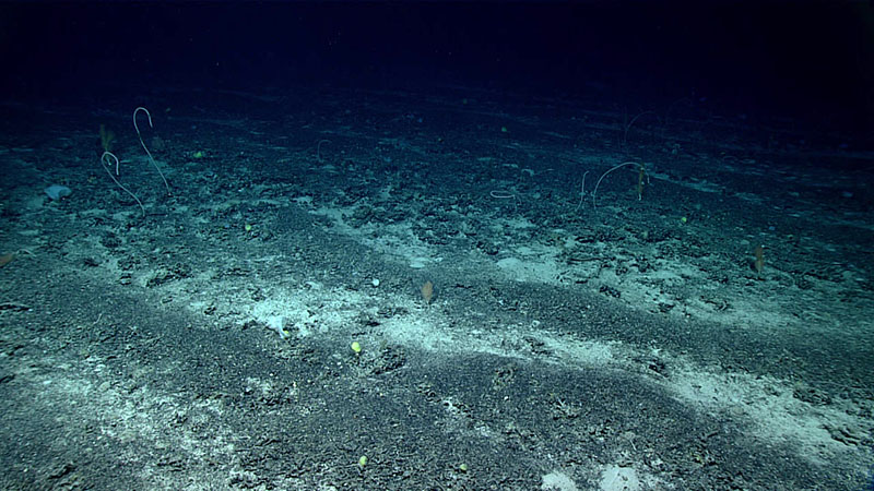 Upon reaching seafloor of Caloosahatchee Seamount on Dive 11 of the 2021 North Atlantic Stepping Stones expedition, large sediment ripples were observed where ferromanganese-stained coral rubble was built up on the leeward side of the strong current flow direction with white carbonate sediments in between the ripples, creating a dark and light striped pattern.