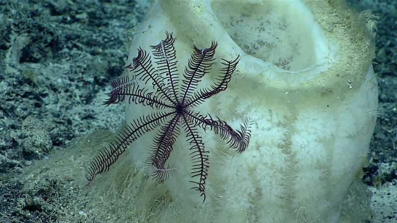 Overall, sponges were less dominant during Dive 11 of the 2021 North Atlantic Stepping Stones expedition than on previous expedition dives. This glass vase sponge was seen providing a home for a beautiful crinoid at a depth of 1,240 meters (4,068 feet).