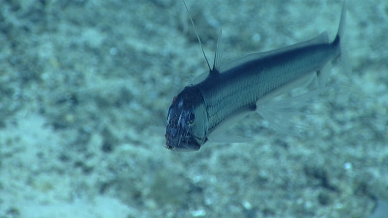 Dive 11 of the 2021 North Atlantic Stepping Stones expedition was particularly abundant for fish species, with multiple oreo fish, black dogfish, Codling, lanternfish, a snubnose spiny eel, and, at the very end of the dive, this midwater viperfish with an impressive set of chompers.