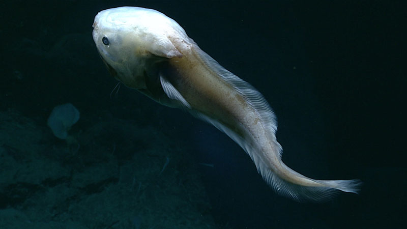 This cusk eel in the family Ophidiidae was seen at a depth of 2,782 meters (9,127 feet) during Dive 12 of the 2021 North Atlantic Stepping Stones expedition.