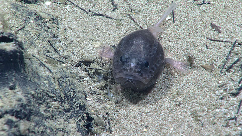 This cute little coffinfish or sea toad in the anglerfish family Chaunacidae was seen at a depth of 2,362 meters (7,749 feet) during Dive 13 of the 2021 North Atlantic Stepping Stones expedition. This may have been a depth record for this kind of fish! Other fish seen during this dive included a large antimora and two (potentially the same) white halosaurs.