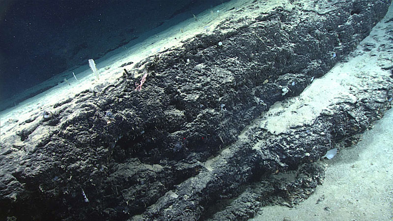 Several of these flat-topped slabs were observed near the beginning of Dive 13 of the 2021 North Atlantic Stepping Stones expedition. They appeared to have detached from the upper summit of the seamount and fallen intact downslope along with sediments. Erosional features caused by sediments flowing downslope across the top of the slabs were visible as vertical, stripe-like patterns and fresher, blacker ferromanganese crusts could be seen precipitating on the side of these slab features.