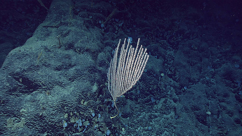 Deep-sea corals, and particularly bamboo corals, were abundant throughout Dive 14 of the 2021 North Atlantic Stepping Stones expedition. This particular bamboo coral has a distinct candelabra shape and was seen at 2,065 meters (6,775 feet). One of these candelabra bamboo corals was sampled on this dive for future investigation as a potentially new morphotype.