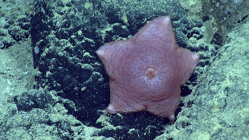 We observed several species of slime stars during Dive 14 of the 2021 North Atlantic Stepping Stones expedition, including this Pteraster sp. This slime star was measured to be over 10 centimeters (4 inches) in size and was observed at 2,133 meters (6,998 feet). Slime stars are recognizable by having a central opening with an outer covering.