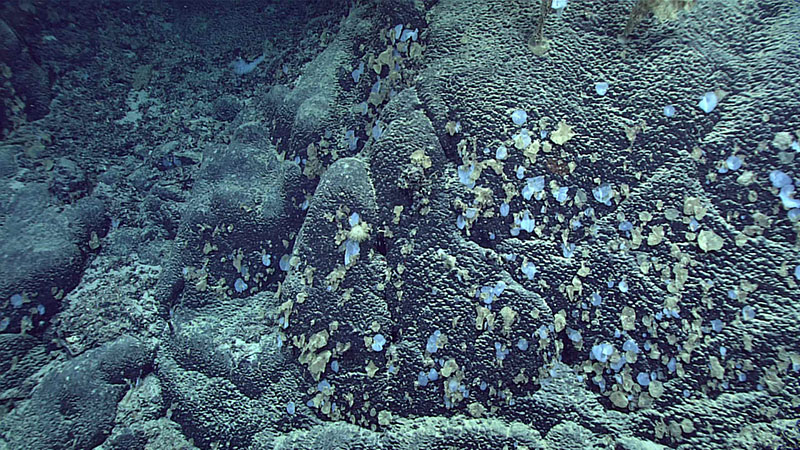 Dive 14 of the 2021 North Atlantic Stepping Stones expedition was dominated by sponges encrusting the sides of pillow lava rocks, both dead (brown) and live (white). These sponges were most commonly Euretidae sp. and occurred throughout the entire dive transect. Other sponge genera we encountered on this dive include yellow Hertwigia, white Aphrocallistes, and Polymastia, as well as other unknown species.