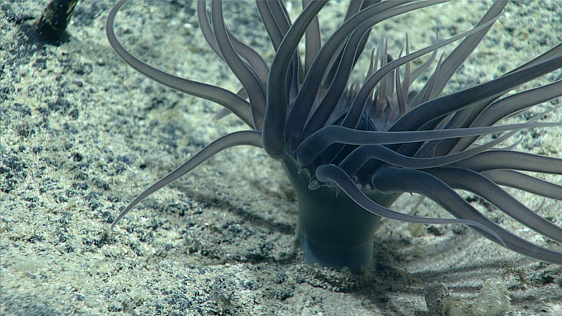 A few cerianthid anemones were seen on Dive 15 of the 2021 North Atlantic Stepping Stones expedition. They are recognizable by possessing both an inner and outer ring of tentacles. A number of anemones can actually eject and lose their tentacles, useful for distracting potential predators while they make their escape. These tentacles can grow back, as shown by the smaller ring of tentacles in the center of this anemone. This particular cerianthid was seen at 3,440 meters (11,286 feet) depth and likely represents an unknown species!