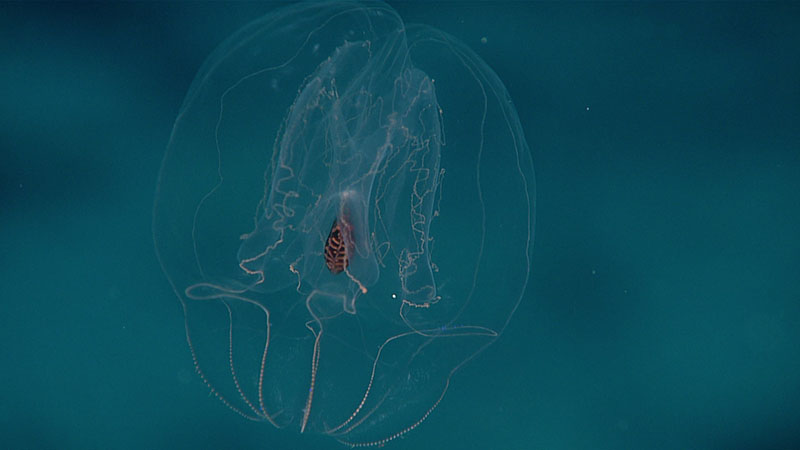 This beautiful ctenophore was observed during Dive 15 of the 2021 North Atlantic Stepping Stones expedition. Ctenophores are predators in the water column, and they swim and hunt for prey. This particular ctenophore has a red stomach, which is useful for hiding any prey they’ve eaten. Because they are completely transparent, any visible prey inside their stomachs may attract larger predators. The color red is also very difficult to see in the deep ocean, helping the ctenophore be as stealthy as possible.