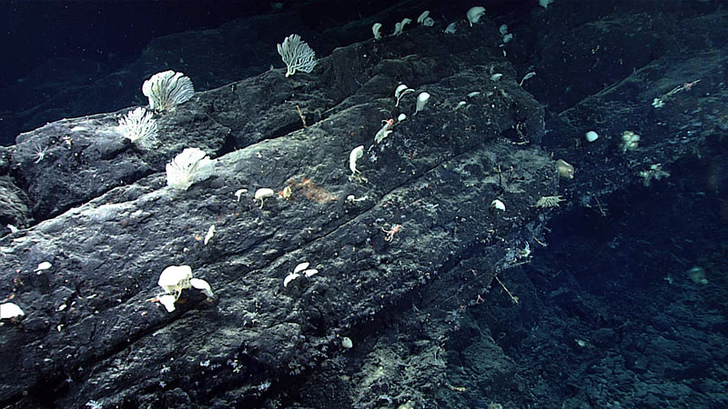 We came across these dipping sheet flow layers rich with biodiversity towards the end of Dive 15 of the 2021 North Atlantic Stepping Stones expedition. These features hosted multiple Stelodoryx sp. and other sponges. On the bottom side of the overhang, we discovered brisingid (Freyella sp.) sea stars, an unusual form of Chrysogorgia coral, stoloniferous octocoral, and an unusual yellow sponge that formed colonies.