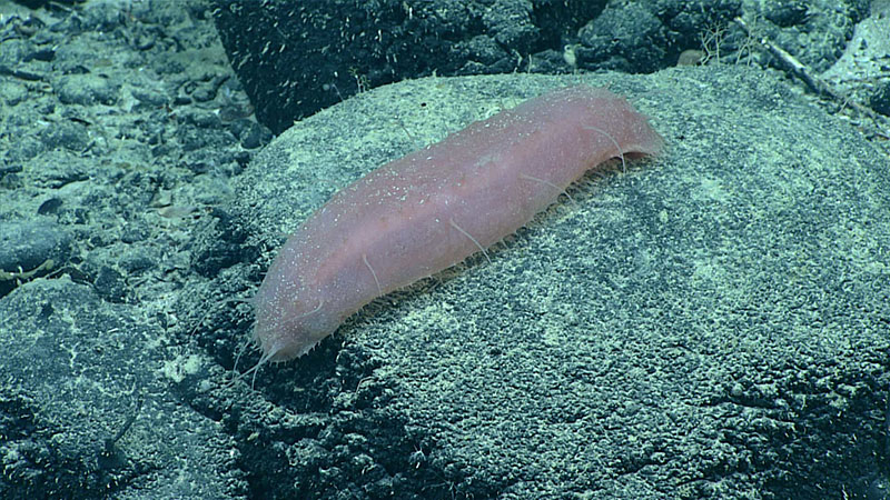 This sea cucumber was observed at 3,385 meters (11,106 feet) depth during Dive 15 of the 2021 North Atlantic Stepping Stones expedition. The digestive tract of this particular sea cucumber is visible through its translucent pink body. Sea cucumbers use their tube feet to wander around the seafloor and eat sediment. They are able to derive nutrients attached to sediments, and the undigested sediment is expelled from their digestive tract; living up to the name that these sea cucumbers are sometimes called the vacuum cleaners of the sea.